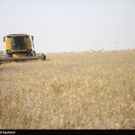وزیر کشاورزی: مطالبات گندمکاران به زودی پرداخت می شود