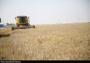 وزیر کشاورزی: مطالبات گندمکاران به زودی پرداخت می شود