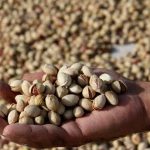 پسته ظرفیتی برای تغییر الگوی کشت غرب سمنان؛ ۵ هزار هکتار زیرکشت پسته