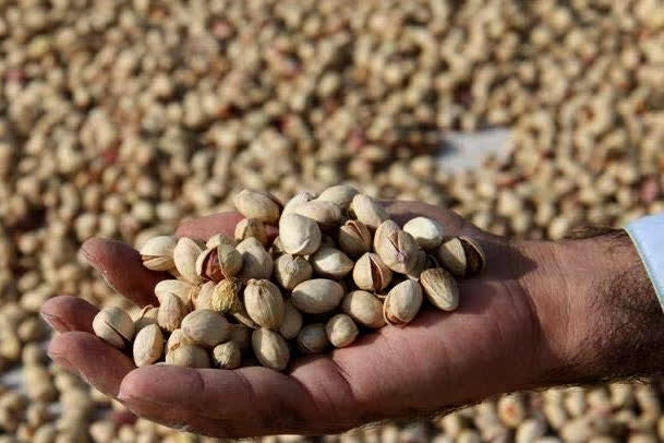 پسته ظرفیتی برای تغییر الگوی کشت غرب سمنان؛ ۵ هزار هکتار زیرکشت پسته