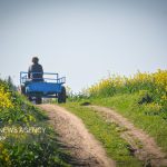 پیش‌بینی برداشت ۴۲ تن کلزا از مزارع نور