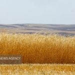 ۱۷۰ هزار تن گندم از کشاورزان استان ایلام خریداری شد