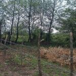 آزادسازی ۴۵۰۰ مترمربع از اراضی ملی در آمل و بابل