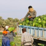 آغاز برداشت محصولات جالیزی در گچساران؛ پیش‌بینی تولید هزاران تن محصول