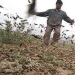 آغاز طرح تبدیل ملخ‌های آفت‌زا به خوراک طیور در کشور