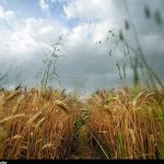 ببینید|مطالبات گندمکاران هفته آینده پرداخت می‌شود