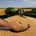 عیوضی: عملیات خرید تضمینی گندم استان زنجان از ۲۵ خرداد آغاز می شود
