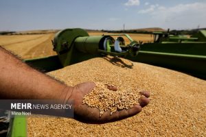 عیوضی: عملیات خرید تضمینی گندم استان زنجان از ۲۵ خرداد آغاز می شود