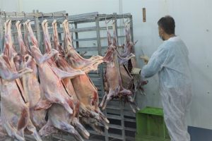 فرماندار دشتی: تجهیزات و نیروی انسانی دامپزشکی شهرستان تقویت شود
