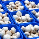 قیمت قارچ در جنگ اخیر کاهش یافت