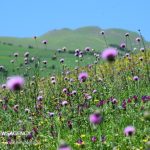 مراتع؛ ریه های سبز و ستون فقرات امنیت زیستی و غذایی