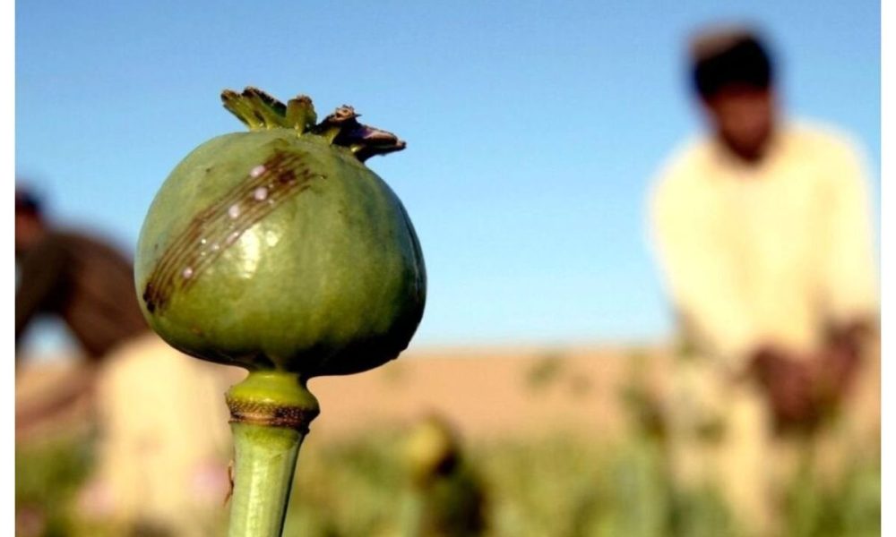 کاشت خشخاش مجوز گرفت؟