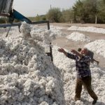 ایران بزرگ‌ترین خریدار پنبه تاجیکستان شد