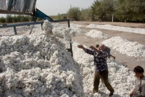 ایران بزرگ‌ترین خریدار پنبه تاجیکستان شد