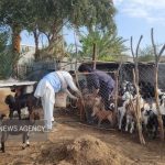 واکسیناسیون رایگان بیش از ۴ هزار رأس دام سبک در مناطق عشایری نیکشهر