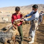 واکسیناسیون یک میلیون و ۲۰۰ هزار رأس دام سبک در سیستان و بلوچستان