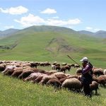افزایش تولید دام سبک و گوشت قرمز دامداران عشایری