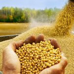 ثبت سفارش واردات پنج کنجاله از ۹ شهریورماه آغاز می‌شود