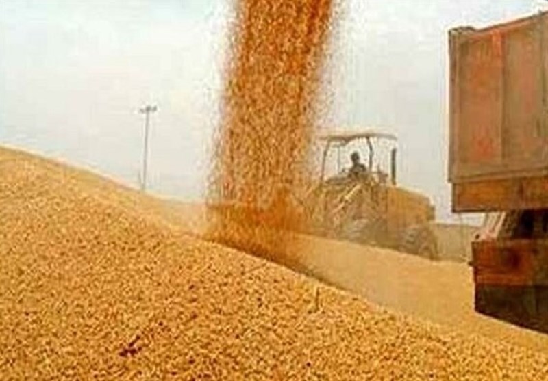 مجوز واردات گندم صنف و صنعت صادر شد