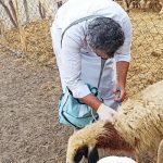 واکسیناسیون سه هزار و ۴۷۵ رأس دام سبک در دهستان چاهوک مهرستان