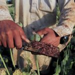 کشت شقایق الیفرا تصویب شده است