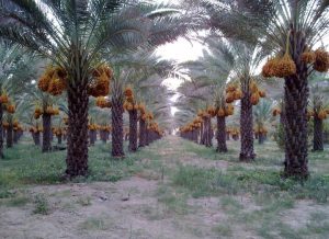 خرمای زاهدی طلحه دشتستان ثبت جهانی شد