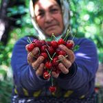 صادرات جهانی گیلاس به ۵.۸۵میلیارد دلار رسید؛ ایران در جایگاه ۳۲ صادراتی