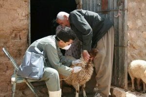 طرح واکسیناسیون بیش از ۲میلیون رأس دام در سیستان و بلوچستان