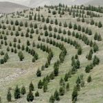آغاز پویش ملی نهال‌کاری برای تحقق طرح کاشت یک میلیارد درخت