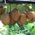 صادرات ۶۰۰۰ تن کیوی و نارنگی مازندران به بازارهای خارجی